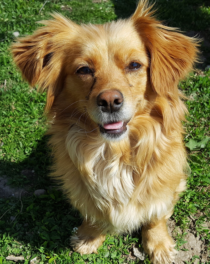 female dog, dog face, Puppy, no people, yellow dogs, dogs types, vertebrate, funny dogs, friend, domestic animals, looking at camera, 2K, one animal, smile dogs