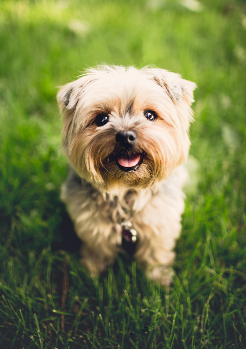portrait, adorable, cute, animal, terrier, looking, purebred, 4K, pets, breed, little, vertebrate, young animal, cute, pet, funny, no people