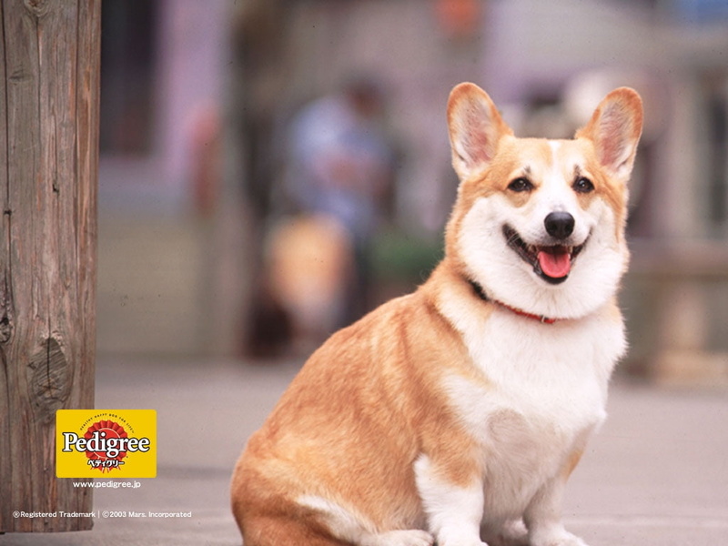 around, pedigree, 480P, cute, hd, welsh, welsh corgi, waiting, corgi, art, dogs, animals
