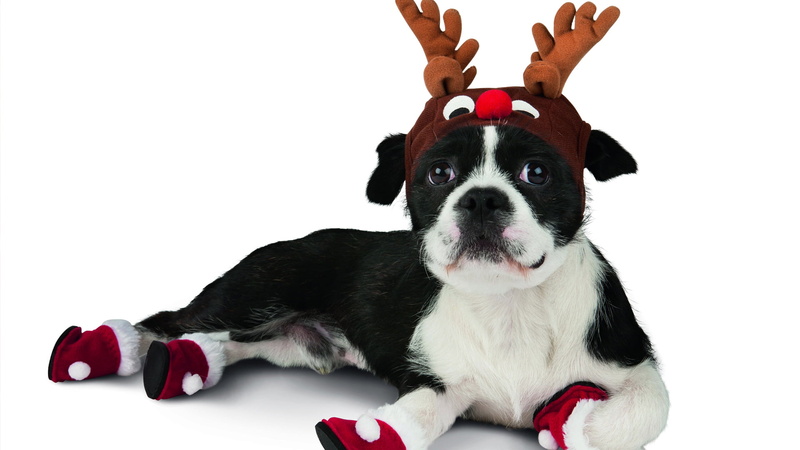bulldog, mammal, indoors, bull, brown, hunting dog, small, dog, friend, terrier, canine, vertebrate, cute, 1080P, doggy, pet, adorable, cut out, white background