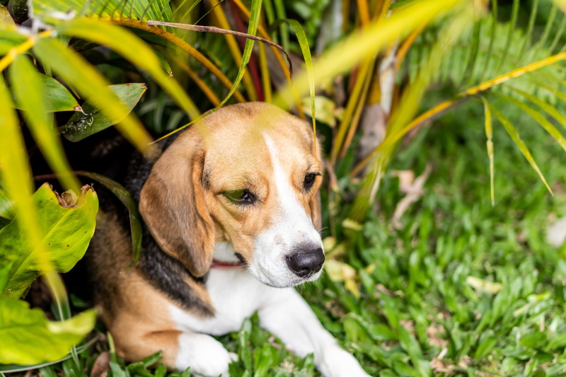 outdoors, leaf, grass, one animal, nature, pedigree, puppy, animal head, purebred, vertebrate, mammal, no people, animal themes, beagle, day, 5K, plant part