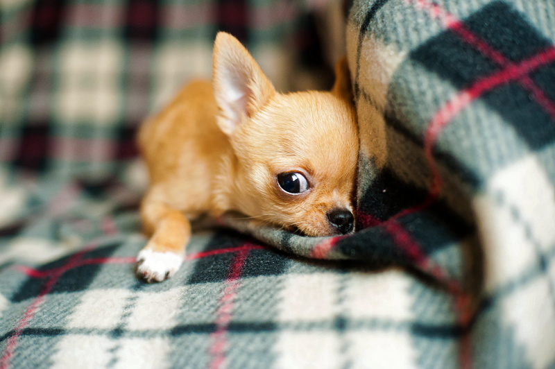 cute puppy, 4K, plaid, small, photography, lying, pets, puppy, indoors, dog, little, animal body part, focus, green, pet, breed, close-up, young animal