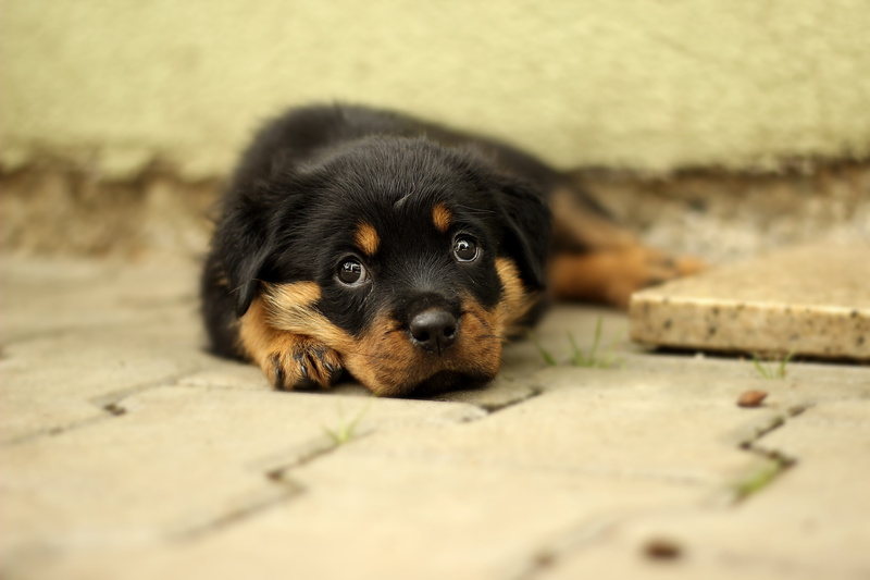 canine, one, photography, animal, cute, studio, black, thoroughbred, white, pets, pet, puppy, day, no people, portrait, home, sitting, a little, k-9, one animal