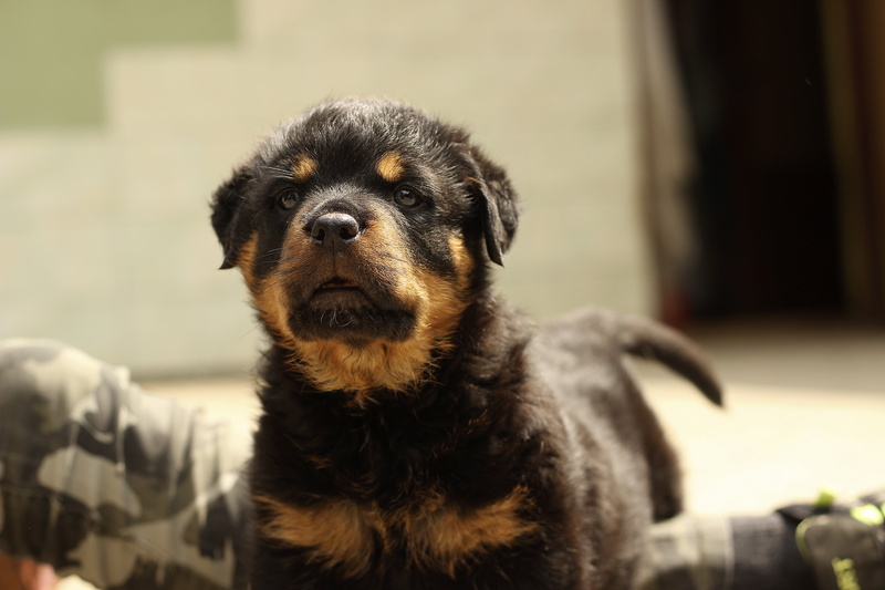 canine, k-9, one, portrait, thoroughbred, purebred Dog, a little, studio, 5K, mahogany, focus on foreground, young animal, puppies, vertebrate, pet, domestic Animals