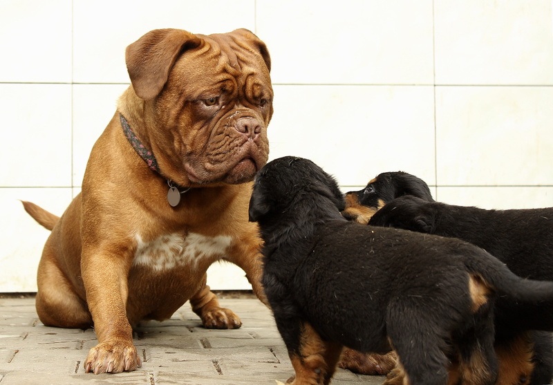 family tree, home, mammal, brown, puppies, isolated, front, no people, group of animals, coated, canine, domestic, a little, adorable, young, big, black