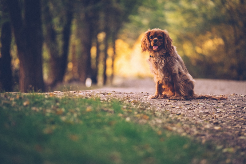 sunlight, near, purebred dog, sitting, forest, spaniel, english, dog, animal themes, grass, nature, plant, daytime, king, one animal, charles, road, domestic