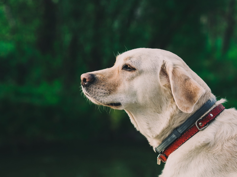 animal, head, canine, red, purebred, portrait, outdoors, yellow Labrador Retriever, close-up, pet collar, dog, day, weimaraner, yellow, collar, animal themes