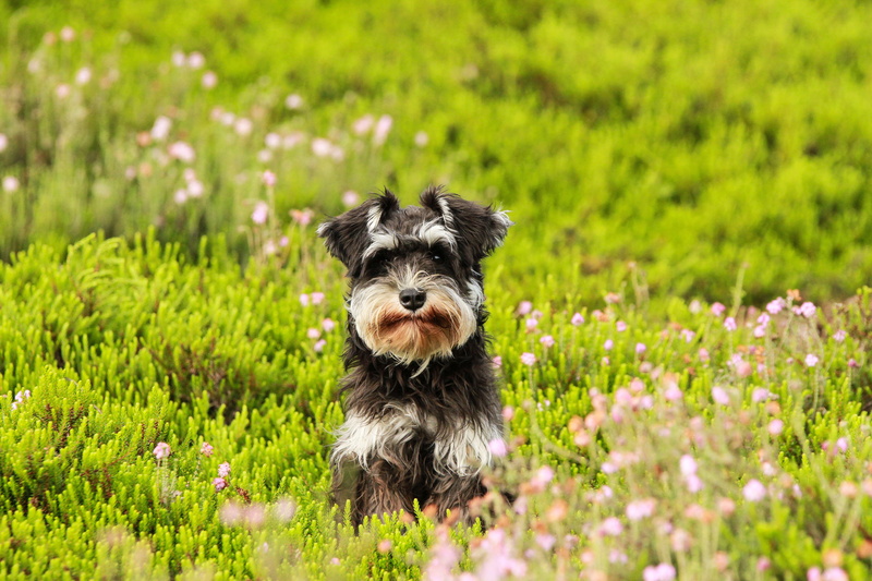 pets, looking at camera, small, dogs, schnauzer, mammal, domestic, dog, green, field, gray, canine, flower, springtime, black, nature, animals, plain, animal themes
