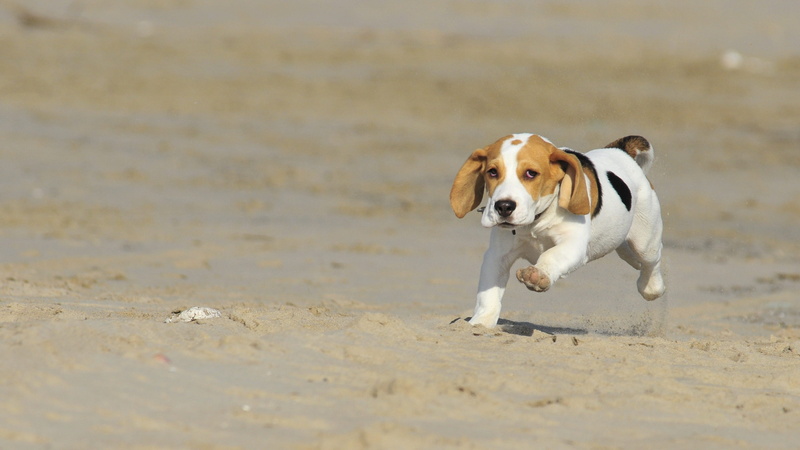white, look, beach, one Animal, canine, mammals, border collie, dog, loving, domestic animals, Pet, motion, pet, brown, domestic, hound, pets, day, purebred Dog