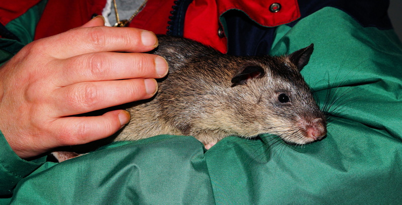 cuddly, giant hamster rat, 4K, whisker, close, animal body part, fur, cricetomys gambianus, rodent, headshot, rat, cute, domestic animals, black, care