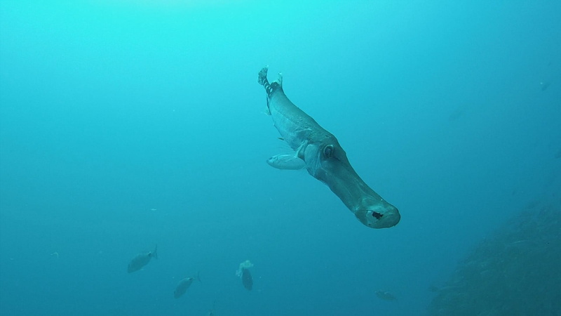 1080P, sea life, sub aqua, no people, fish, underwater photography, swimming, fishes, turquoise colored, undersea, water, closeup, one animal, nature