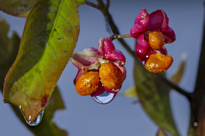 nature, food and drink, vulnerability, fragility, freshness, plant, poisonous plant, 2K, growth, focus on foreground, healthy eating, day, close-up, plant part