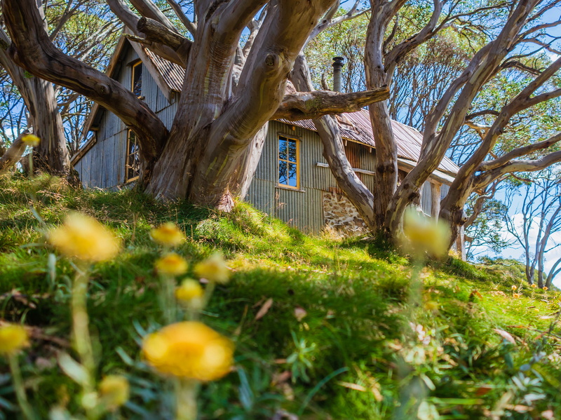 australia, no people, beauty in nature, tree trunk, tree, wood, land, selective focus, shelter, petaled, housing, building exterior, falls creek, field