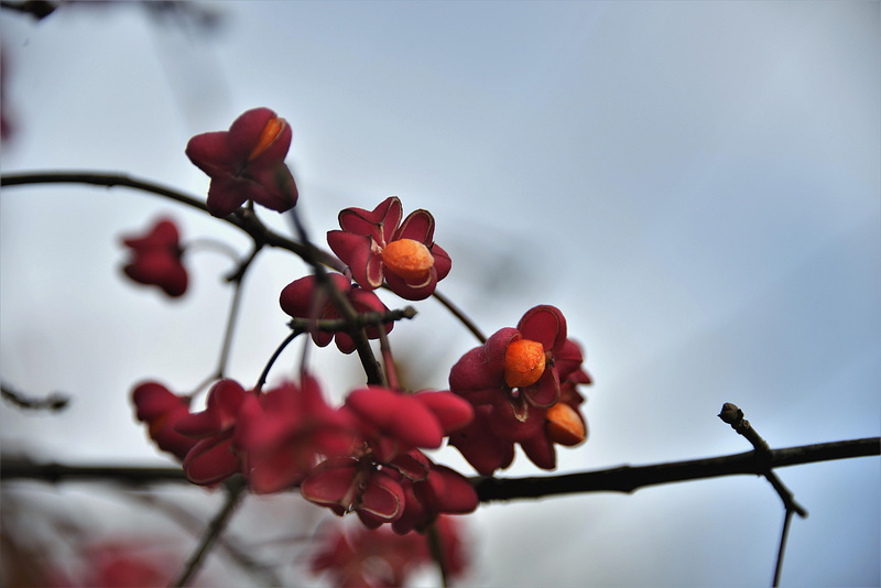 spindle, plant, food, freshness, flower, nature, photography, close, sky, selective focus, springtime, fortunei, flower head, focus on foreground, beauty in nature
