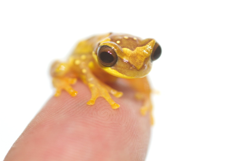 Hourglass treefrog, taxonomy, Amphibian, close-up, frog, Gamboa  Panama, small, yellow, binomial, animal, wildlife, Cope, tree Frog, 2K, Dendropsophus ebraccatus