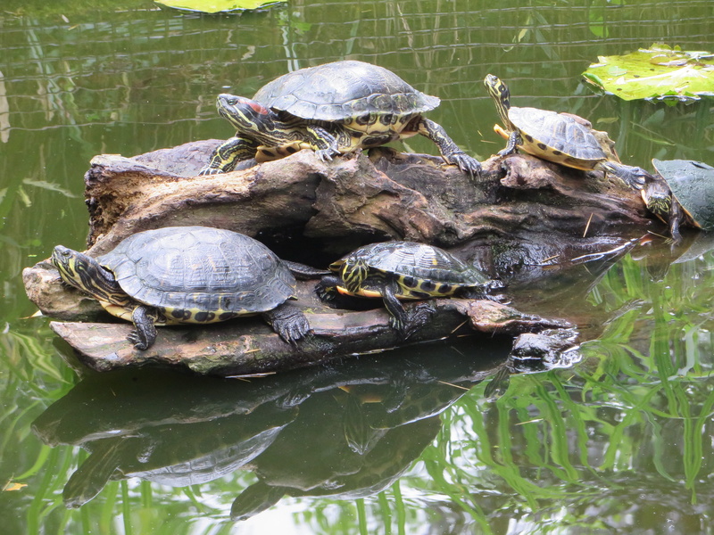 wild animal, reptile, no people, vertebrate, florida turtle, malaria, marine, day, nature, shell, turtles, waterfront, driftwood, tortoise shell, animal wildlife