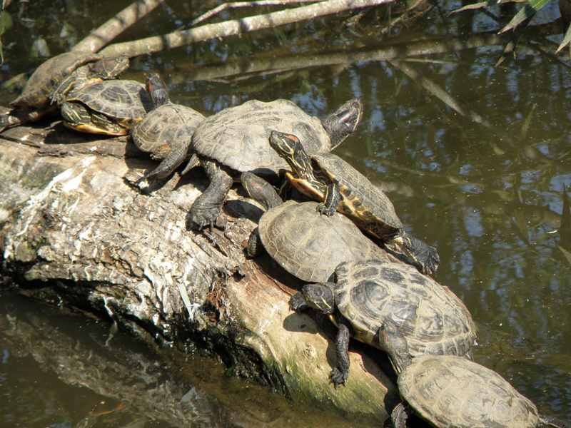 group, animals in the wild, day, sun, animal shell, animal themes, amphibian, group of animals, turtle, nature, strain, no people, vertebrate, reptile