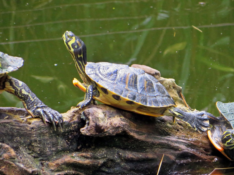 turtle, marine, nature, one animal, malaria, aquatic, swimming, vertebrate, amphibian, 4K, reptile, animal, trachemys scripta, close-up, florida turtle