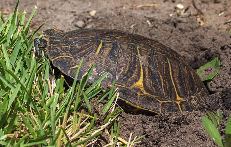 animal wildlife, full length, American Turtle, wildlife, land, nature, animal, day, 2K, reptile, outdoors, high angle view, animals in the wild, Jicotea