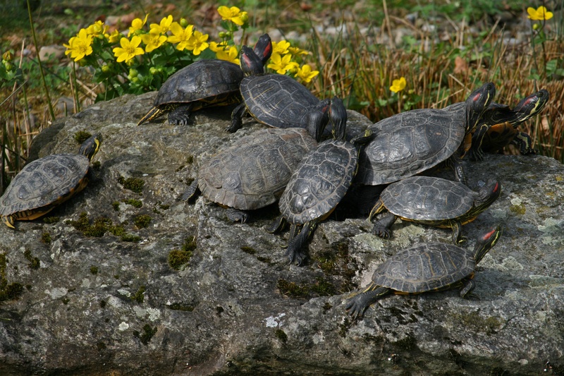 group of animals, tortoise, nature, high angle view, rock - object, turtle, animals in the wild, vertebrate, solid, rock, water, animal themes, shell, animal