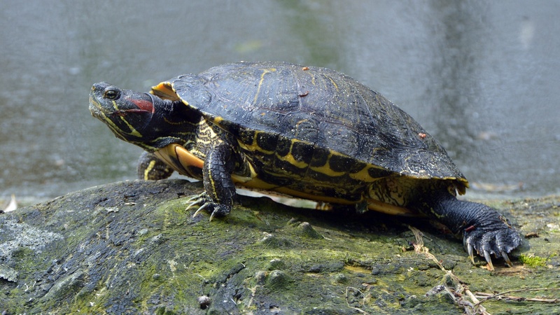 1080P, full length, animal shell, animal themes, vertebrate, close-up, reptile, one animal, red-eared slider, solid, rock, tortoise, shell, turtle, animal