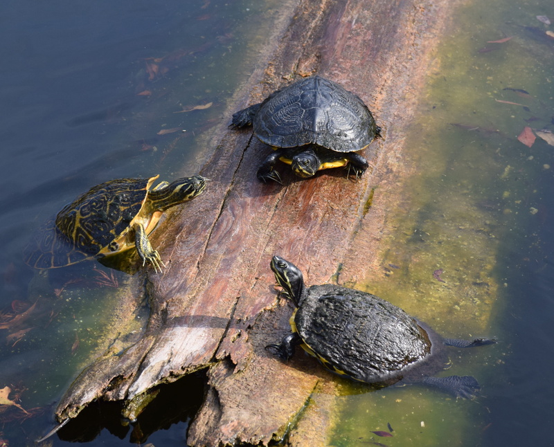 outdoors, life, swimming, tortoise shell, spotted, animal, slider, fauna, Pond, vertebrate, shell, no people, freshwater, high angle view, environment
