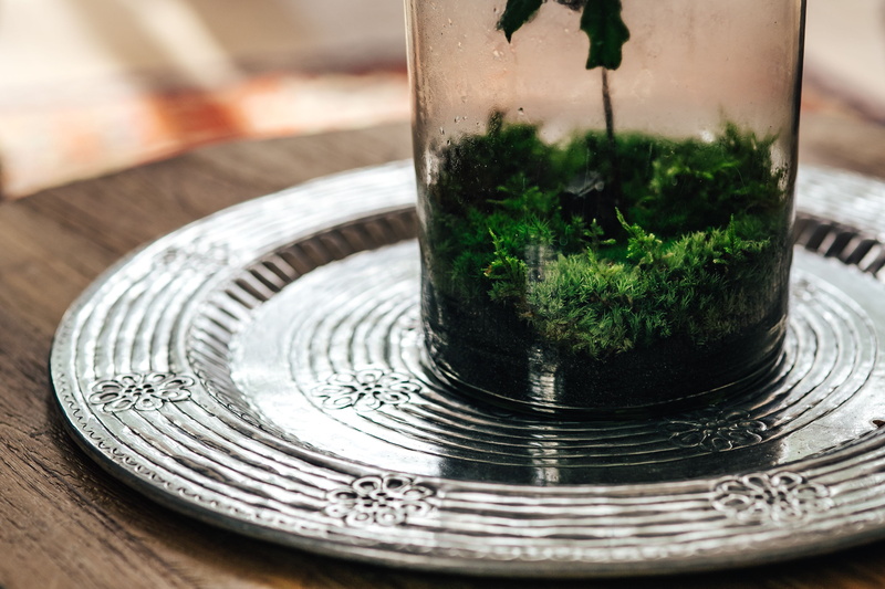 no people, food, drinking glass, table, plant, glass - material, little, selective focus, wood - material, drink, plate, water, tiny, green color, refreshment