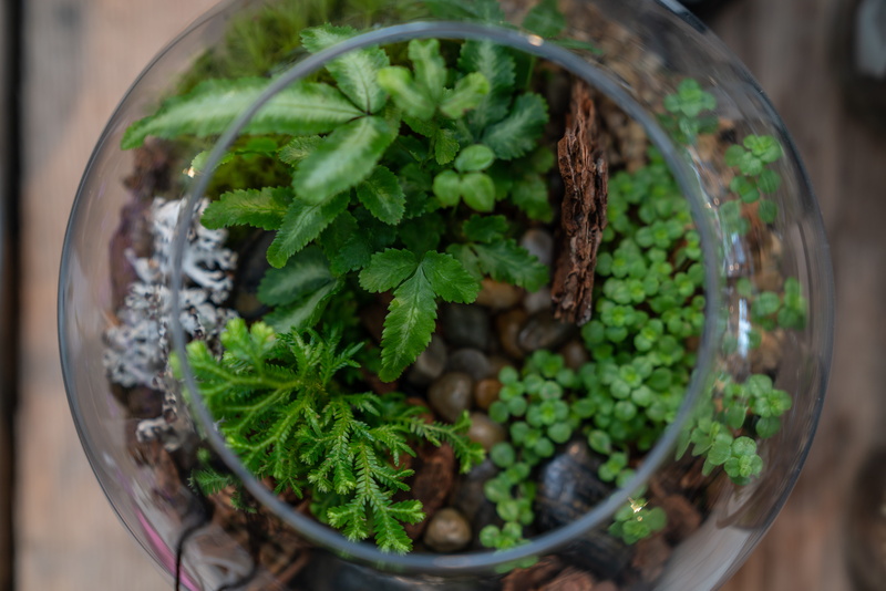 nature, ferns, no people, garnish, food and drink, growth, close-up, container, freshness, succulants, 8K, selective focus, herb, potted plant, plants