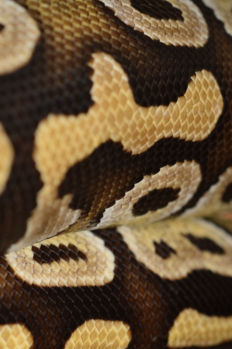 poisonous, pattern, close-up, textured, animal markings, animal body part, one animal, vertebrate, full frame, animal scale, reptile, animal skin, python
