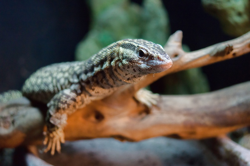 animals in the wild, exotic, close-up, outdoors, day, lizard, animal, vertebrate, animal themes, reptile, profile view, animals in captivity, one animal