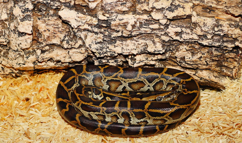 no people, animal body part, python, snake, poisonous, reptile, constrictor, textured, animal markings, python molurus, 2K, burmese python, outdoors, species