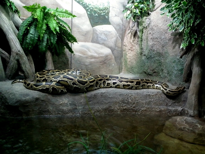 animals, terrarium, tree, animals in the wild, grey, animal, reptiles, one animal, no people, python, snake, brown, animals in captivity, growth, 1080P