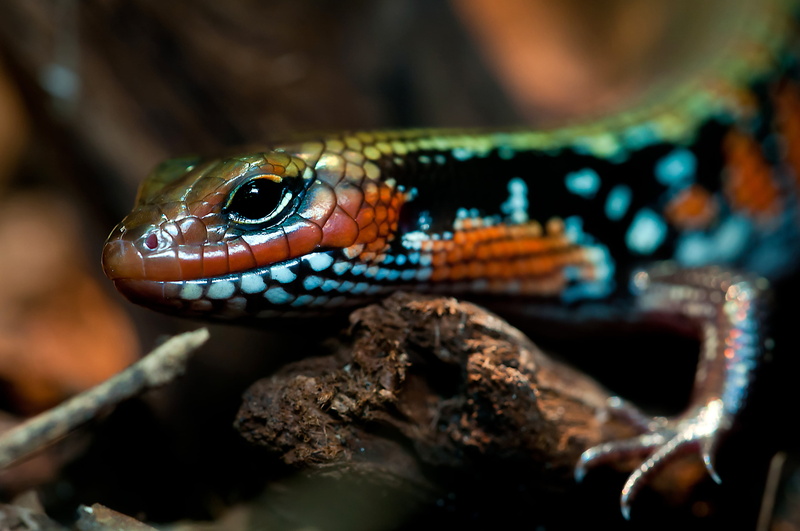 close-up, animal themes, lizard, 4K, animal scale, green, reptile, nature, animal head, animal eye, poisonous, animal, animal body part, terrarium, animals in the wild