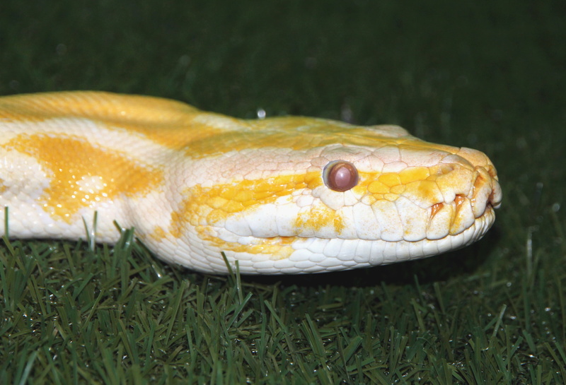 green color, albino, tiger python, animals in the wild, terrarium, animal themes, eye, krupnyj plan, 2K, outdoors, animal scale, python move, grass, fauna