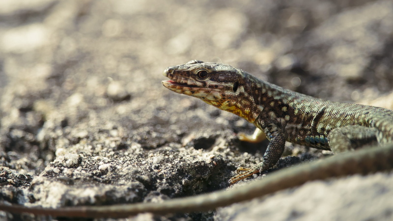 animals in the wild, day, solid, nature, rock, no people, 1080P, close-up, stones, reptile, creeping things, animal body part, animal, animal wildlife