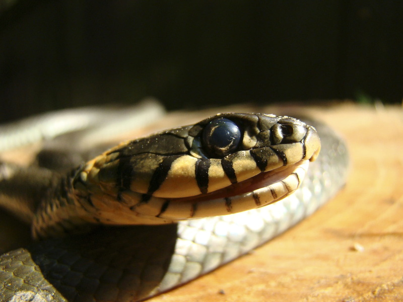 day, zoo, Bastards, focus on foreground, close-up, animal themes, animal eye, animal scale, Scales, Eye, poisonous, no people, reptile, animal markings