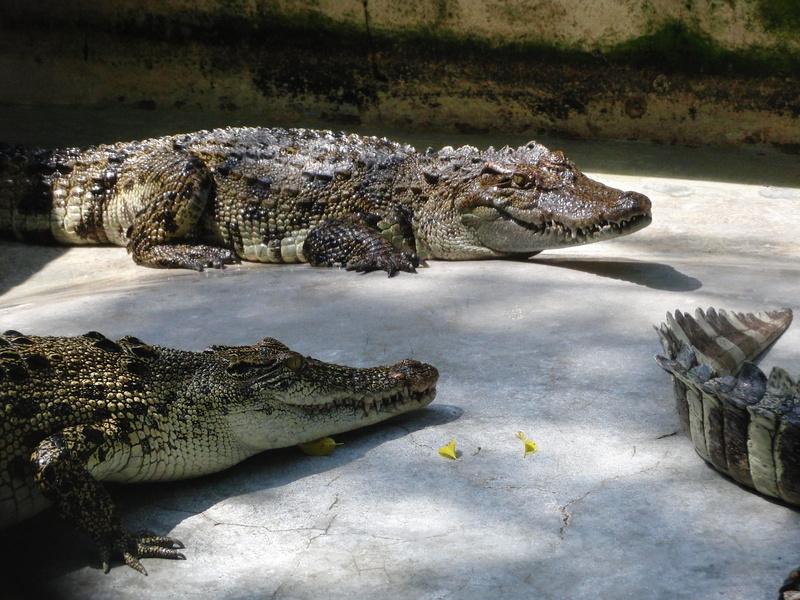 animal teeth, crocodile, zoo, warning sign, animals in the wild, animal themes, 2K, creeping things, Journey, communication, danger, animal mouth, outdoors