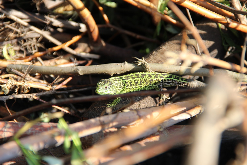 lizard, insect, no people, animal wildlife, beauty in nature, view, 5K, animals in the wild, plant, close-up, growth, green color, animal themes, reptile