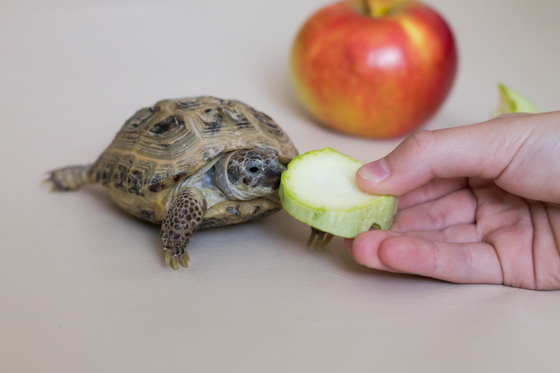 pets, turtle eyes, indoors, creeping things, hand, nature, armor, food, the animal eats, human body part, close-up, apple, pet owner, body part, reptile