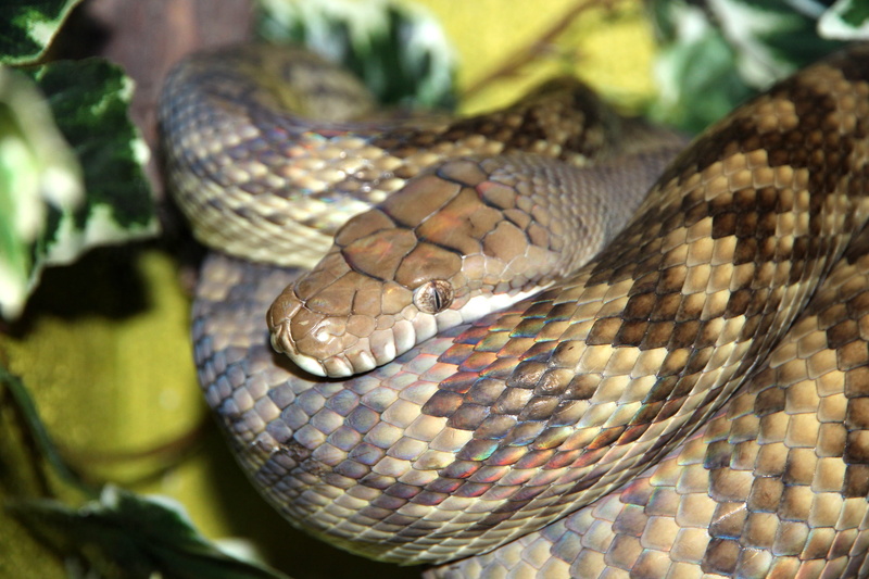 scales, animal eye, nature, poisonous, day, one animal, animals in the wild, terrarium, krupnyj plan, python, vertebrate, serpentarium, sign, animal head