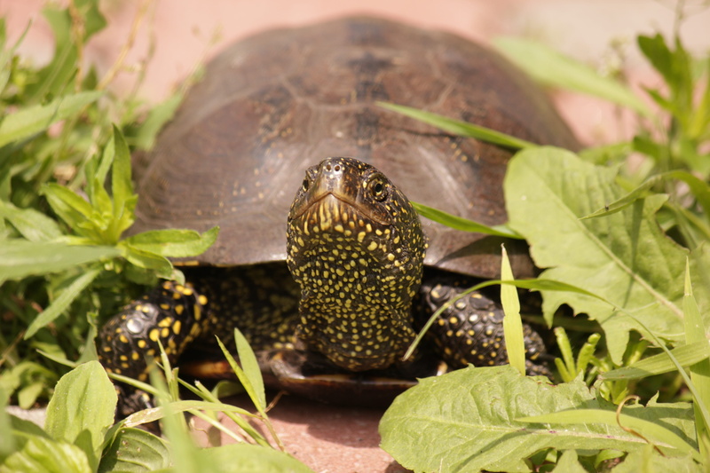plant, animal body part, one animal, tortoise, reptile, animal themes, day, animals, front view, animal head, reptiles, no people, outdoors, close-up, animal