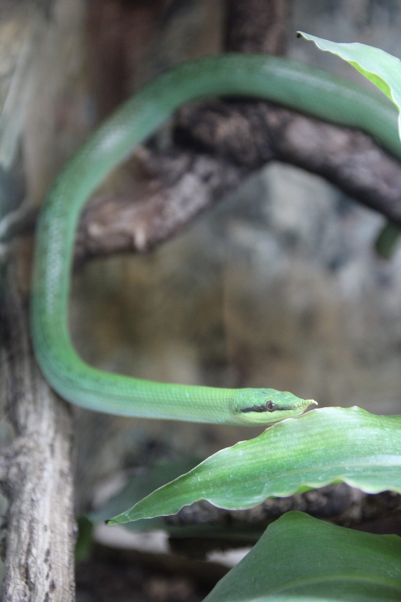 outdoors, reptile, focus on foreground, branch, animal, chameleon, no people, head, plant part, animals in the wild, animal wildlife, eyes, green, one animal