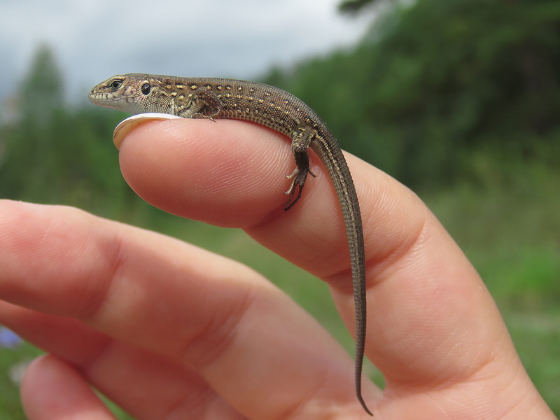 4K, hand, animals in the wild, vertebrate, animal wildlife, animal, real people, nature, one person, human body part, animal themes, one animal, body part