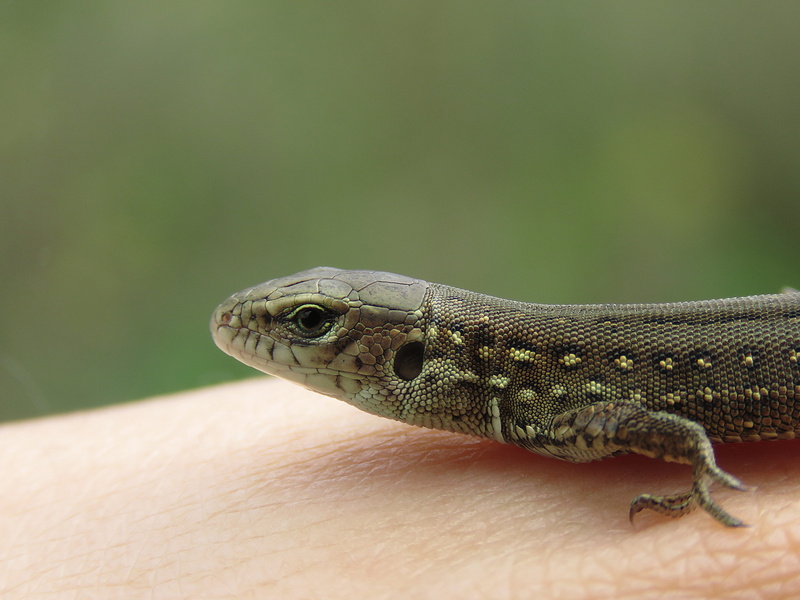 reptiles, animal themes, no people, close-up, focus on foreground, nature, day, one animal, animal, reptile, selective focus, outdoors, vertebrate, animal body part