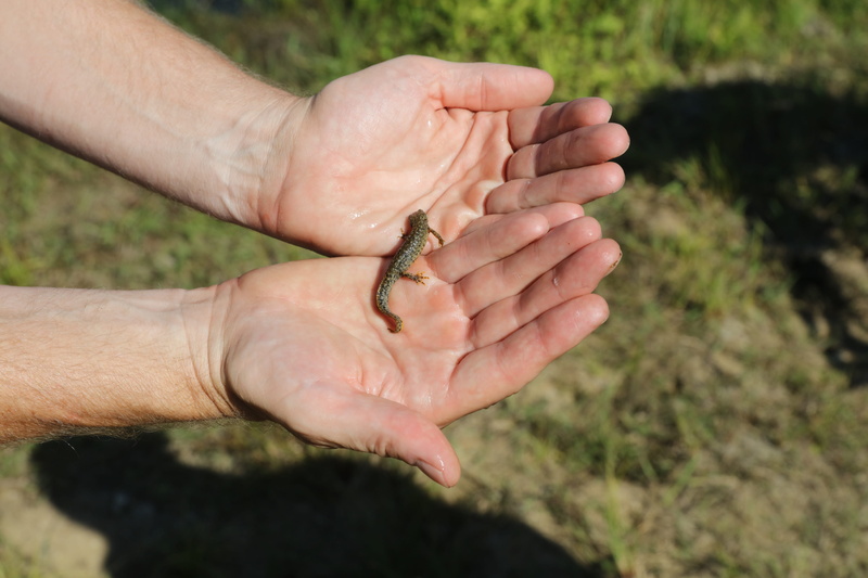 animal wildlife, hand, natural, day, creature, small, men, human limb, finger, reptile, close-up, one animal, body part, outdoors, newt, nature, expensive