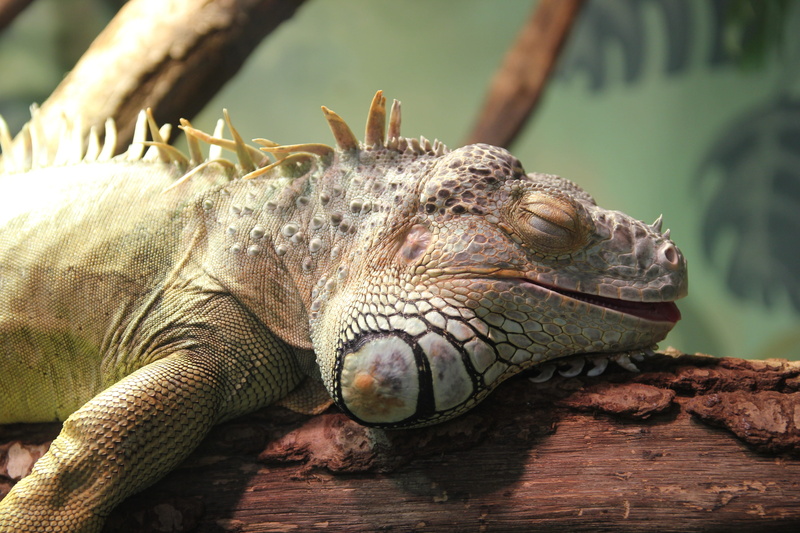 animals, lies, crocodile, close-up, outdoors, no people, animal themes, animal scale, animal body part, animals in the wild, animal, zoo, iguana, lizard