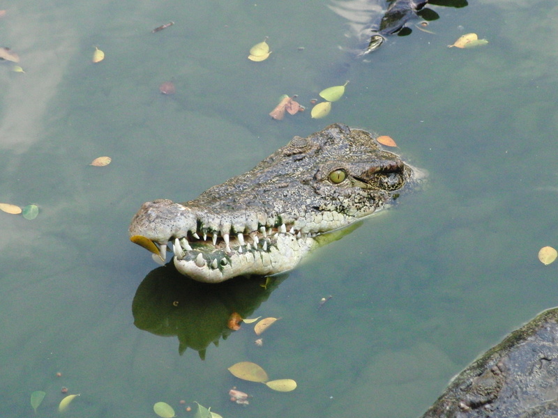 body of water, animals in the wild, no people, animal wildlife, creeping things, wildlife, reflection, nature, one animal, swimming, high angle view, lake