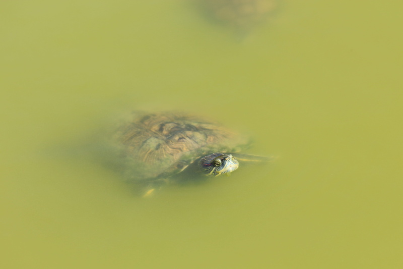 outdoors, animals, green background, animal, animal themes, selective focus, swim, fragility, reptiles, arthropod, copy space, calm, tropics, day, green water