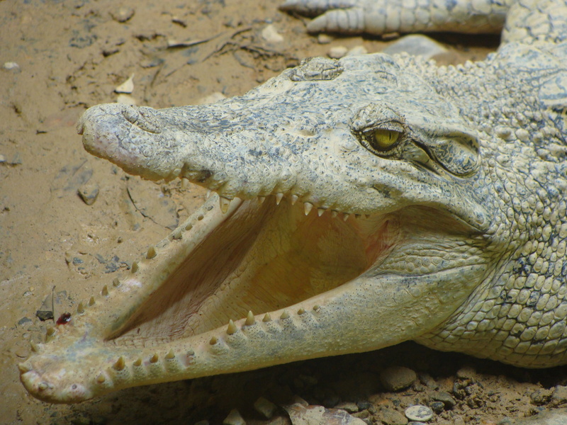 warning sign, animal eye, reptile, crocodile, teeth, close-up, animal body part, communication, one animal, mouth, sign, animal head, animals, animal mouth
