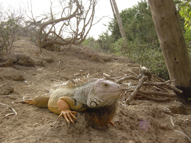 day, one animal, wildlife, sand, vertebrate, Creeping, Lizard, animal head, Iguana, Things, reptile, no people, tree trunk, animal themes, field, animal